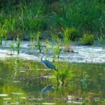 La nature peut arrêter la désertification si les zones humides et la biodiversité sont récupérées après les sécheresses