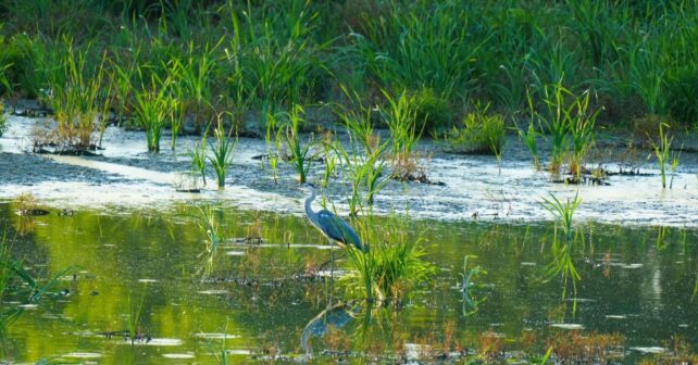 La naturaleza puede frenar la desertificación si se recuperan humedales y biodiversidad en España