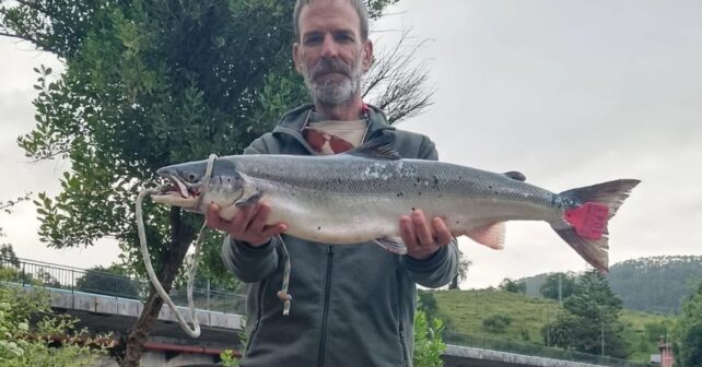 El campanu del Nansa inaugura la temporada del salmón en Cantabria