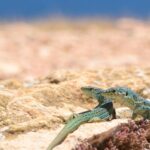 Le Royaume-Uni demande à ses citoyens de prendre des précautions extrêmes lors de leurs vacances en Espagne : le serpent invasif arrivé à Ibiza caché dans les oliviers centenaires occupe déjà 90 % de l'île et on trouve des spécimens jusqu'à 1,8 mètre de long sur les plages
