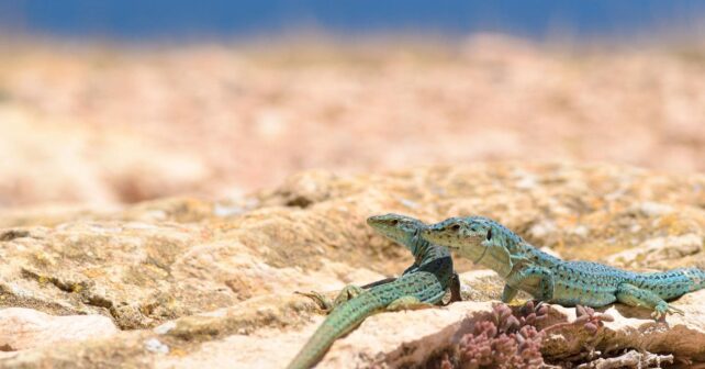 Dos lagartijas pitiusas sobre una roca en Ibiza, especie amenazada por la expansión de la serpiente invasora de herradura