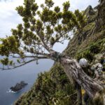 Le dernier arbre de son espèce au monde survit sur une falaise de l'île Robinson Crusoé retenu par des cordes : 400 graines ont déjà été envoyées à la Banque de Semences pour sauver des millions d'années d'évolution.