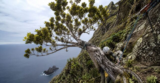 Último ejemplar silvestre de Dendroseris neriifolia sujeto con cuerdas en un acantilado de la isla Robinson Crusoe.