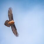 Le gypaète barbu qui vole à nouveau en Andalousie franchit une étape historique après avoir relâché jusqu'à 108 spécimens