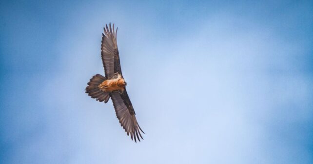 El quebrantahuesos que vuelve a volar en Andalucía durante su proceso de liberación en Cazorla