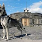 Le loup d'El Hierro est sur le point de devenir une race officielle après avoir presque disparu