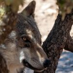 Le loup ibérique divise le monde rural tandis que la science et les éleveurs cherchent des solutions