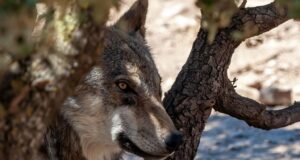 el lobo ibérico divide al mundo rural