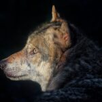 Le loup ibérique pourrait retrouver sa protection en Espagne après la décision historique du TSXG