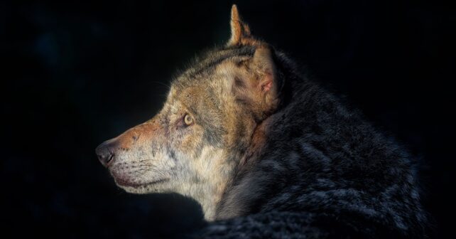 el lobo ibérico podría recuperar su protección en España