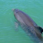 Le marsouin réapparaît dans la mer d'Alboran et déclenche une course scientifique pour le protéger