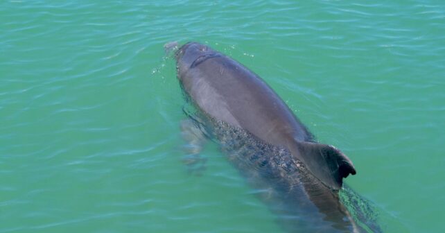 la marsopa reaparece en el mar de Alborán y protagoniza un proyecto científico de conservación