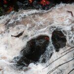 Le saumon atlantique est en voie d'extinction en Espagne après avoir perdu 82 % de sa population