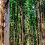 Les Asturies s'opposent à l'expansion de l'eucalyptus et exigent une politique forestière basée sur les espèces indigènes