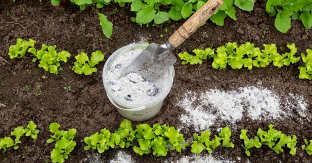 Cenizas de leña aplicadas en un huerto como fertilizante natural rico en calcio, potasio y magnesio para las plantas