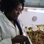Les arbres africains qui peuvent mettre fin à la faim et au changement climatique et aider des millions de personnes