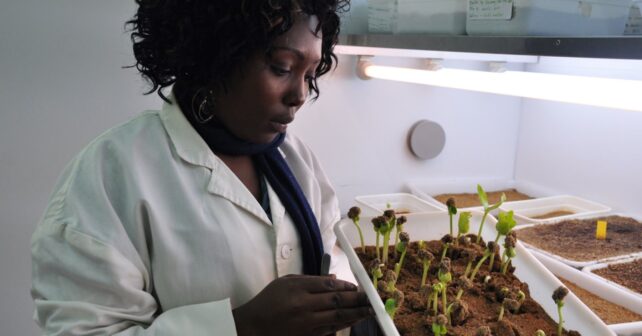 Los árboles africanos que pueden frenar el hambre y el cambio climático