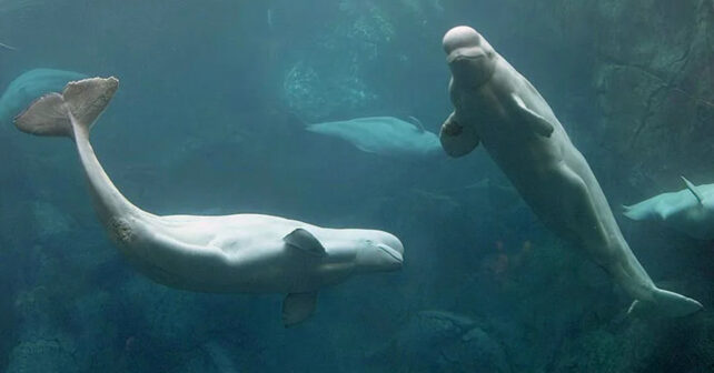las belugas seguirán viviendo en cautividad durante su traslado desde Canadá a nuevos acuarios