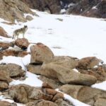 Les biologistes découvrent une altération écologique inquiétante et inattendue : un hybride de chien et de loup sans crainte de l'homme se développe sans contrôle et il y a déjà eu des observations en Espagne