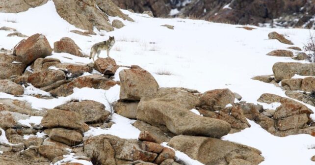 Lobo del Himalaya en Ladakh, especie amenazada por la expansión de híbridos entre perros asilvestrados y lobos