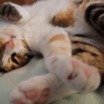 Les chats ne sont pas la principale menace pour la biodiversité et cette étude explique pourquoi