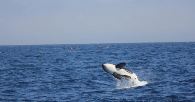 Las últimas orcas ibéricas se acercan al colapso y su supervivencia pende de un hilo