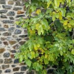 Les experts demandent d'être prudent car cette plante, si célèbre en Espagne, est un bonbon pour les serpents et les attire tous.