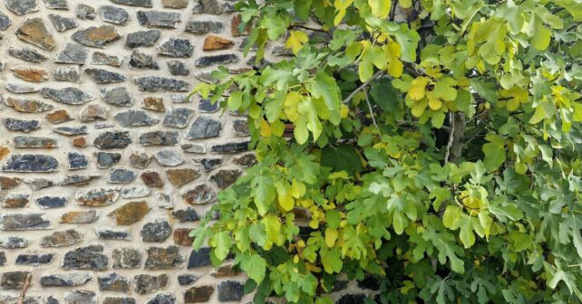Higuera frondosa junto a un muro de piedra en un jardín donde la sombra y los frutos caídos pueden atraer serpientes