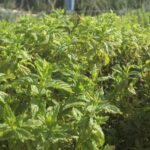 Les experts préviennent : le meilleur moyen de faire fuir les rats du jardin n'est pas avec du poison, mais en mettant ces 3 plantes aromatiques