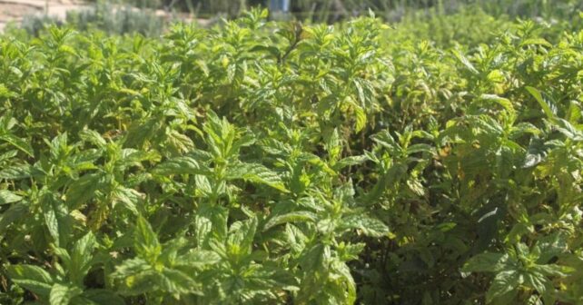 Plantas de menta cultivadas en un jardín, una de las aromáticas recomendadas para ayudar a ahuyentar ratas.