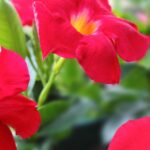 Les géraniums ont vu leurs jours comptés puisque les jardiniers recommandent de mettre cette plante sur le balcon car elle résiste à la chaleur, nécessite peu d'arrosage et fleurit jusqu'à l'automne sans pratiquement aucun soin.