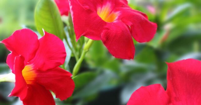 Dipladenia roja floreciendo en un balcón soleado, una planta resistente al calor que necesita poco riego.