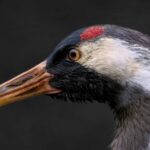 Les grues favorisent le tourisme de nature à Los Pedroches et font de la région une référence en matière d'écotourisme