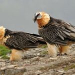 Les gypaètes barbus reviennent aux Picos de Europa et une découverte historique confirme le succès de leur rétablissement