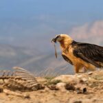 Les gypaètes barbus volent à nouveau à Gredos et la récupération de l'espèce atteint un moment décisif