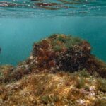 Les herbiers marins que l’Europe ne peut pas se permettre de perdre : les scientifiques réclament de toute urgence davantage de protection