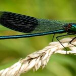 Les insectes cachent un fait alarmant qui révèle leur grand déclin après près d'un siècle de changements