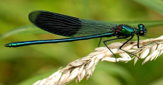 los insectos esconden un dato alarmante que revela su gran declive en los ecosistemas europeos
