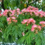 Les jardiniers sont émerveillés : cet arbre plie ses feuilles toutes les nuits, ses fleurs brillent dans le noir, il résiste aux gelées extrêmes et produit un parfum qui rappelle les fragrances les plus chères.