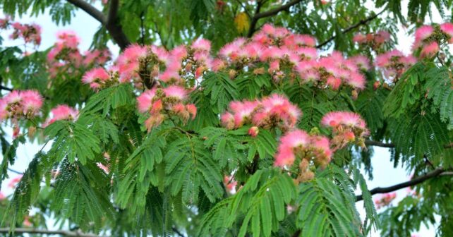 Flores rosadas y hojas del árbol de la seda (Albizia julibrissin), especie ornamental que cierra sus hojas por la noche.