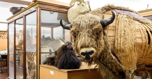 Ejemplares de mamíferos salvajes conservados en un museo utilizados para estudiar el microbioma oral y el cálculo dental.