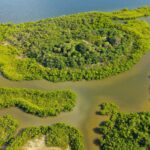 Les mangroves connaissent un rétablissement historique qui surprend la science