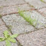 Les mauvaises herbes sont un problème dans tous les jardins, mais il existe une astuce infaillible utilisée par les experts en jardinage.