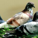 Les pigeons utilisent des cellules magnétiques dans leur foie pour s'orienter et rentrer chez eux, selon une découverte historique publiée dans Science