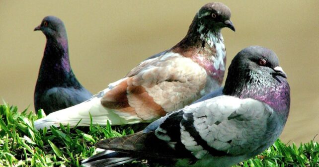 Las palomas usan células magnéticas en el hígado para orientarse y volver a casa.