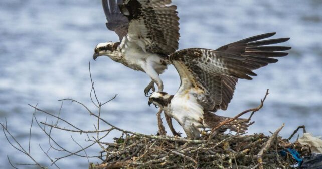 los pollos de águila pescadora regresan a su nido tras ser rescatados en Cádiz