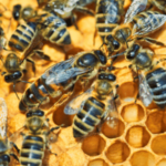 Les reines des abeilles cachent un secret qui vient de se révéler et qui change tout ce que nous pensions savoir
