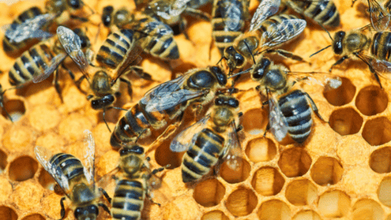 las abejas reina esconden un secreto que acaba de salir a la luz durante su desarrollo en una colmena
