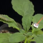 Les scientifiques affirment que les plantes activent des mécanismes de défense jamais vus auparavant lorsqu’elles entendent le bruit des chenilles mâchant les feuilles voisines.