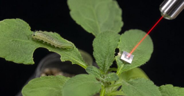 Oruga alimentándose de una hoja mientras una planta detecta vibraciones y activa mecanismos de defensa química